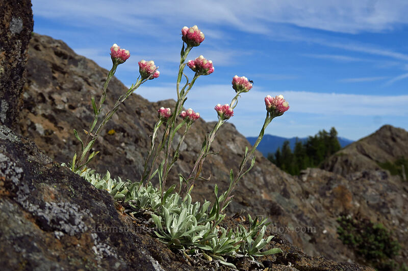 rosy pussy-toes (Antennaria rosea) [Sardine Mountain, Willamette National Forest, Marion County, Oregon]