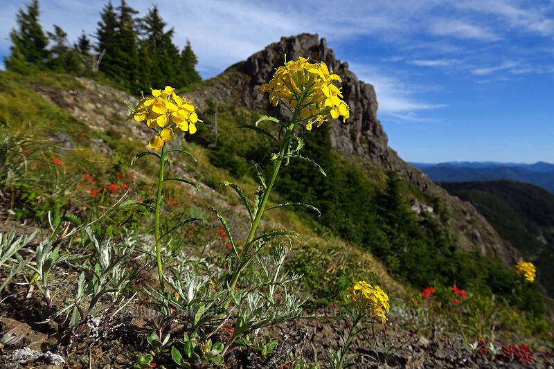 wallflower (Erysimum capitatum) [Sardine Mountain, Willamette National Forest, Marion County, Oregon]