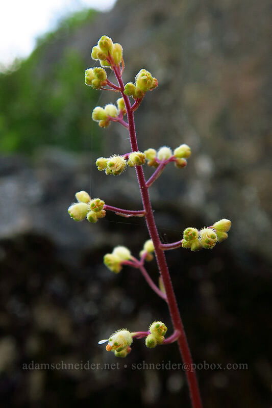 small-flowered alumroot (Heuchera micrantha) [Sardine Mountain, Willamette National Forest, Marion County, Oregon]