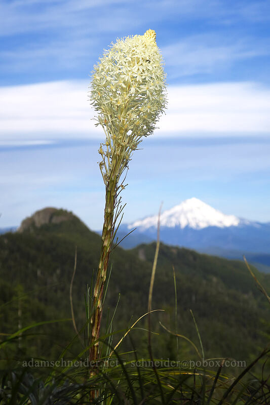 beargrass (Xerophyllum tenax) [Sardine Mountain, Willamette National Forest, Marion County, Oregon]