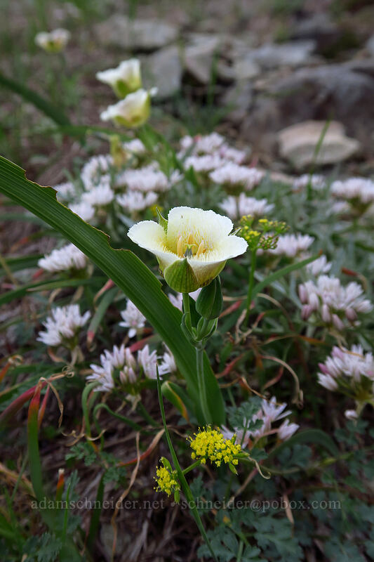 subalpine mariposa lily & scalloped onions (Calochortus subalpinus, Allium crenulatum) [Elkhorn Ridge Trail, Willamette National Forest, Marion County, Oregon]