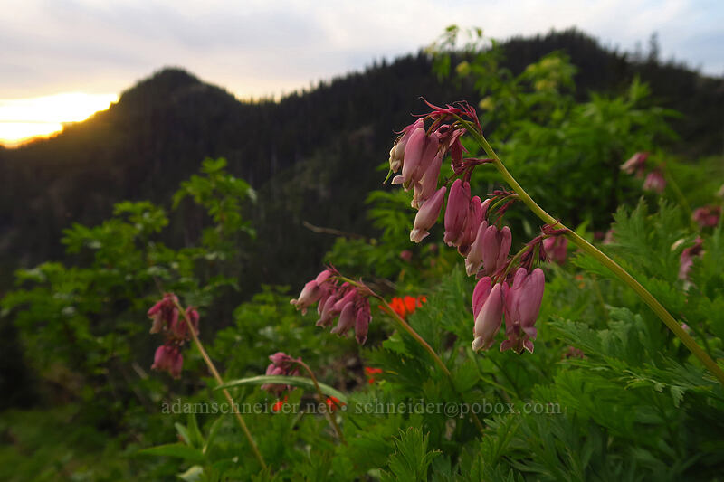 bleeding hearts (Dicentra formosa) [Forest Road 2223, Willamette National Forest, Marion County, Oregon]