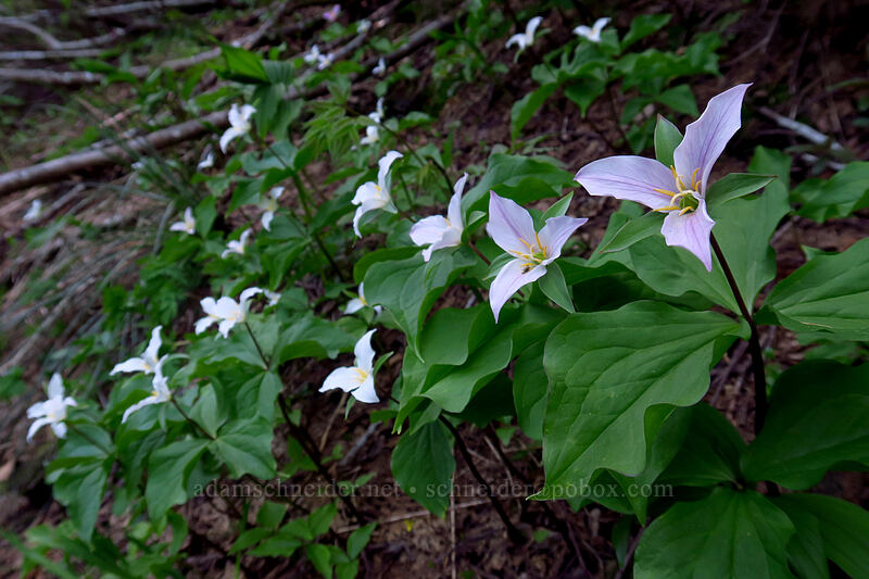 western trillium (Trillium ovatum) [Forest Road 2223, Willamette National Forest, Marion County, Oregon]