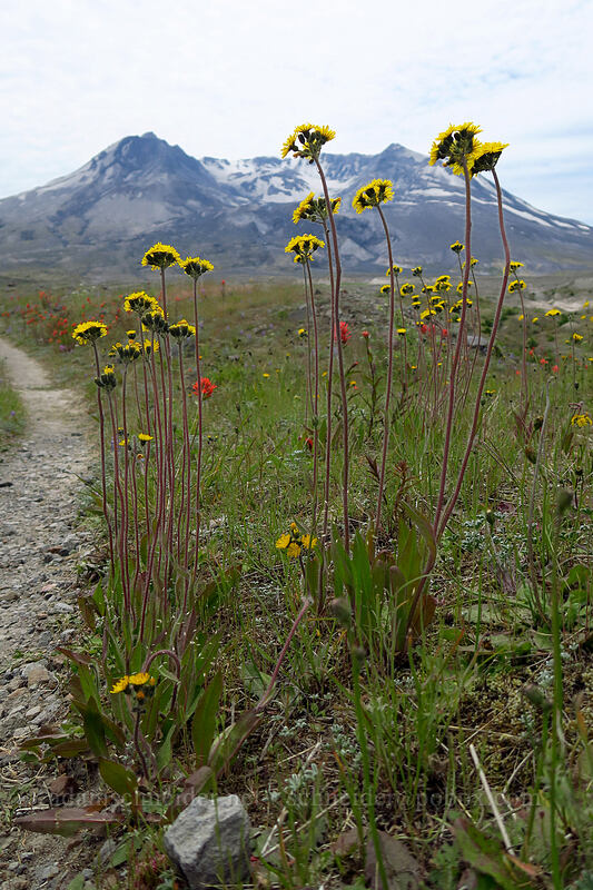 meadow hawkweed (Hieracium caespitosum) [Truman Trail, Mt. St. Helens National Volcanic Monument, Skamania County, Washington]