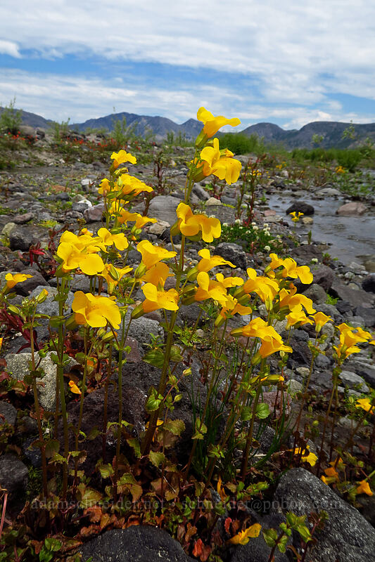 yellow monkeyflower (Erythranthe guttata (Mimulus guttatus)) [Truman Trail, Mt. St. Helens National Volcanic Monument, Skamania County, Washington]