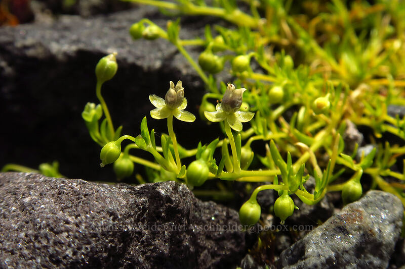 dwarf pearlwort (Sagina apetala) [Truman Trail, Mt. St. Helens National Volcanic Monument, Skamania County, Washington]