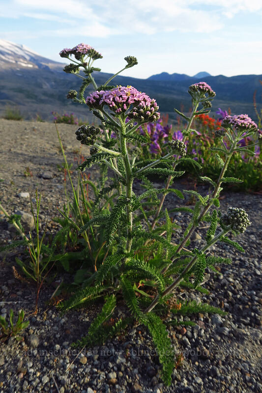 pink yarrow (Achillea millefolium) [Boundary Trail, Mt. St. Helens National Volcanic Monument, Skamania County, Washington]