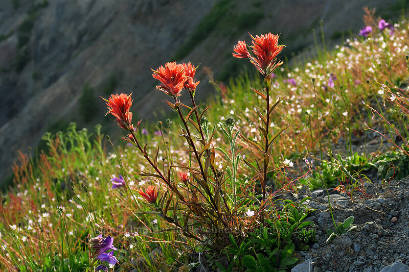 paintbrush & other flowers (Castilleja miniata) [Boundary Trail, Mt. St. Helens National Volcanic Monument, Skamania County, Washington]
