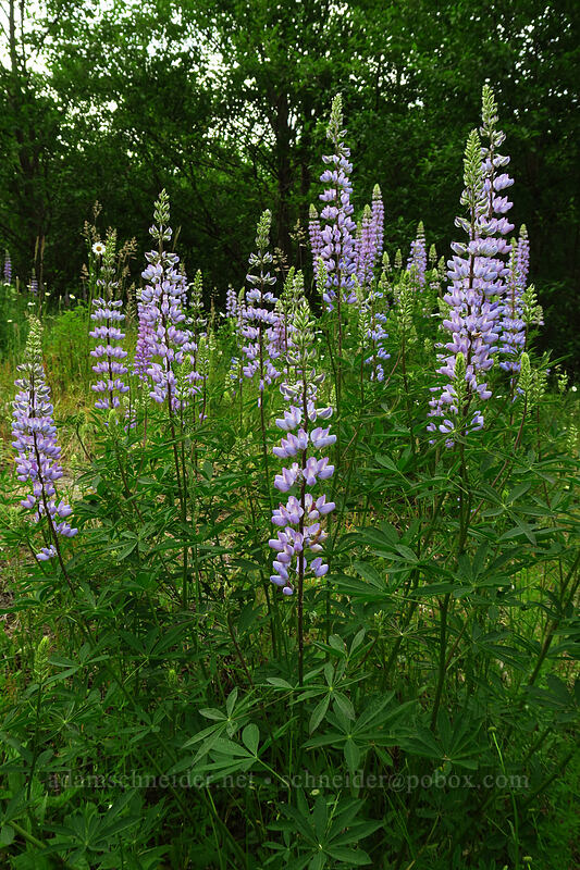lupines (Lupinus sp.) [Birth of a Lake Trail, Mt. St. Helens National Volcanic Monument, Cowlitz County, Washington]