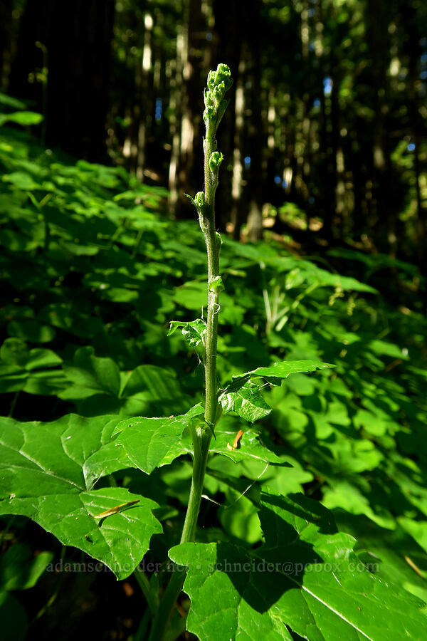 pathfinder plant, budding (Adenocaulon bicolor) [Tire Mountain Trail, Willamette National Forest, Lane County, Oregon]