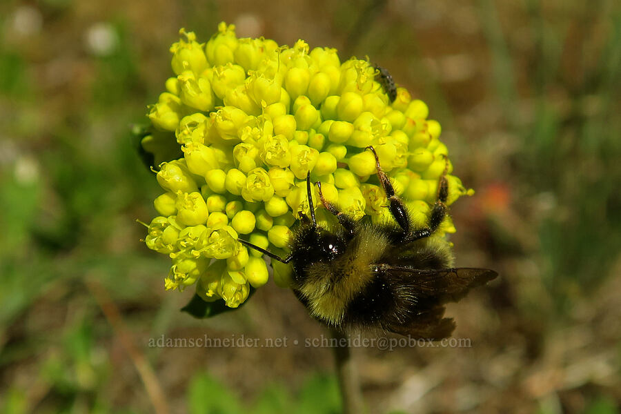 bumblebee on sulphur-flower buckwheat (Bombus sp., Eriogonum umbellatum) [Tire Mountain summit, Willamette National Forest, Lane County, Oregon]