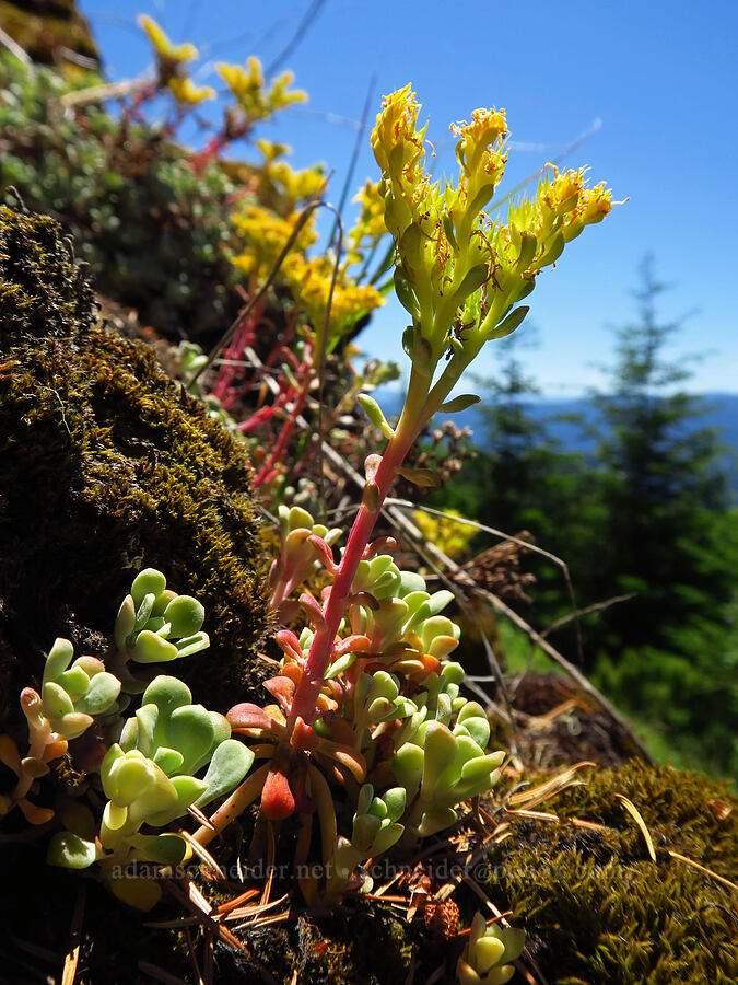 broad-leaf stonecrop (Sedum spathulifolium) [Tire Mountain, Willamette National Forest, Lane County, Oregon]