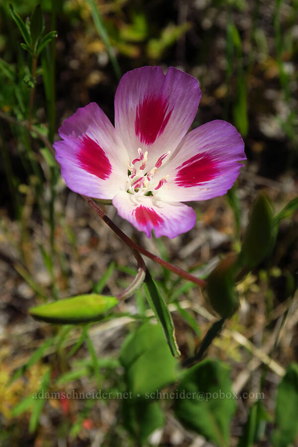 farewell-to-spring (Clarkia amoena) [Tire Mountain, Willamette National Forest, Lane County, Oregon]