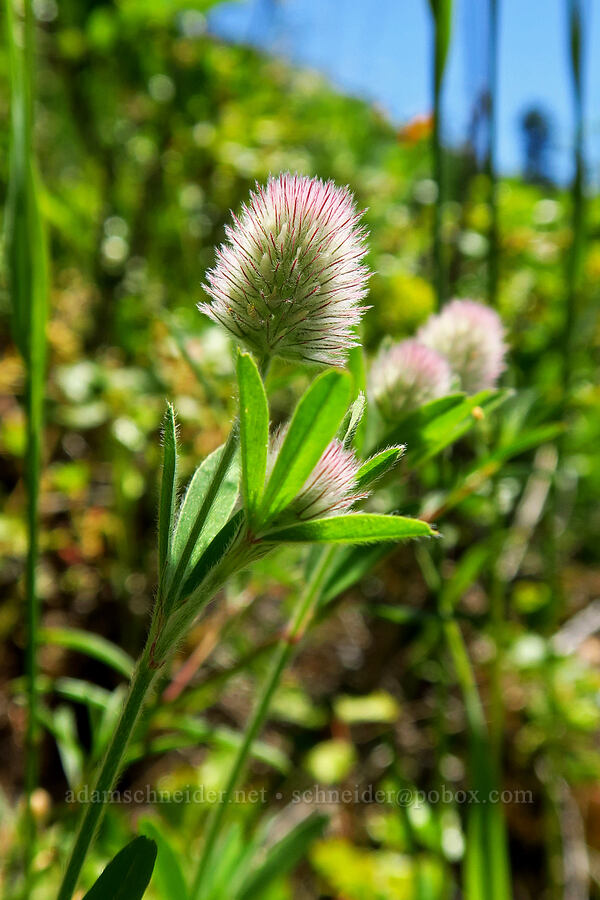 rabbit-foot clover (Trifolium arvense) [Tire Mountain, Willamette National Forest, Lane County, Oregon]
