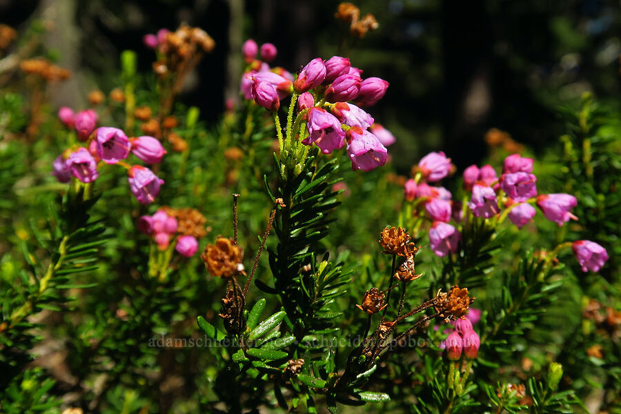 pink mountain heather (Phyllodoce empetriformis) [Fuji Mountain Trail, Willamette National Forest, Lane County, Oregon]