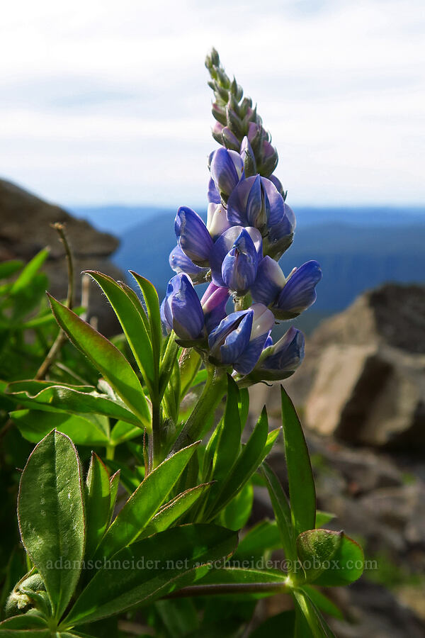 lupine (Lupinus latifolius) [Fuji Mountain summit, Willamette National Forest, Lane County, Oregon]