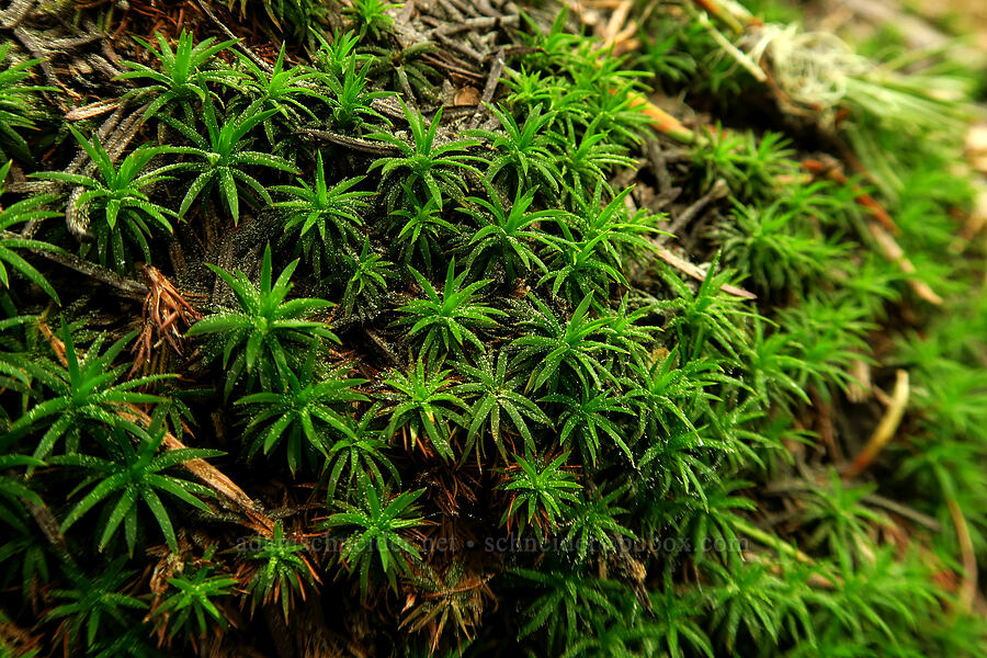 moss [Fuji Mountain Trail, Willamette National Forest, Lane County, Oregon]