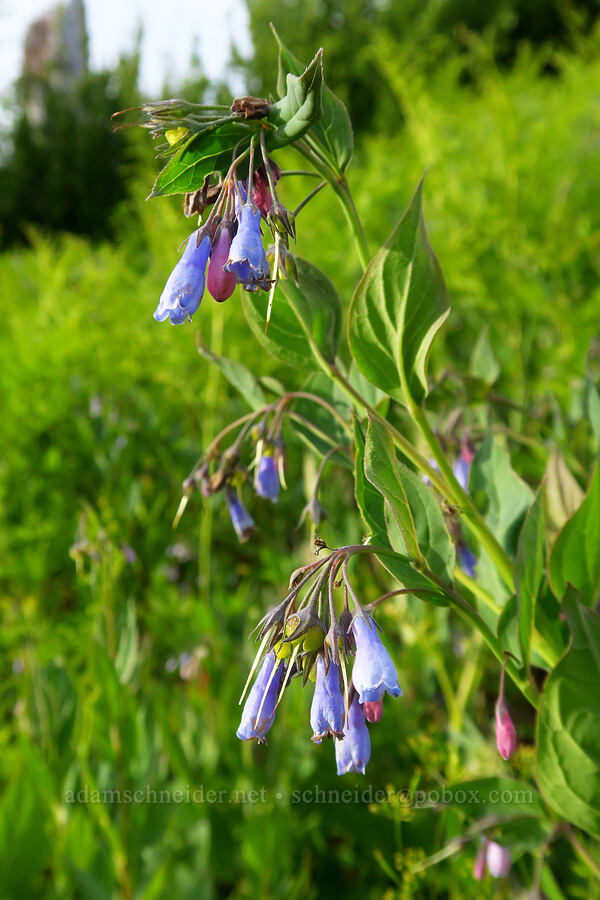 tall bluebells (Mertensia paniculata) [Bunchgrass Ridge, Willamette National Forest, Lane County, Oregon]