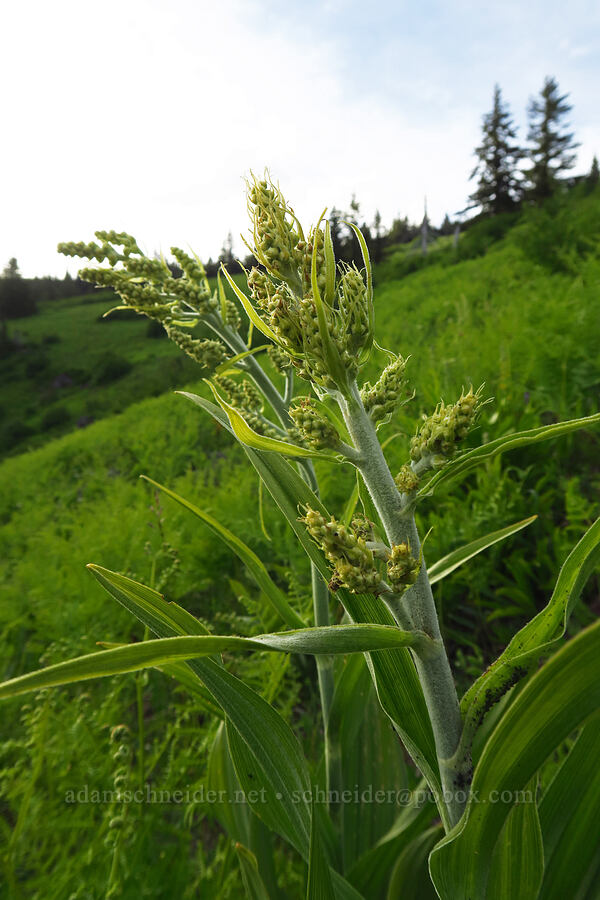 corn lilies, budding (Veratrum sp.) [Bunchgrass Ridge, Willamette National Forest, Lane County, Oregon]