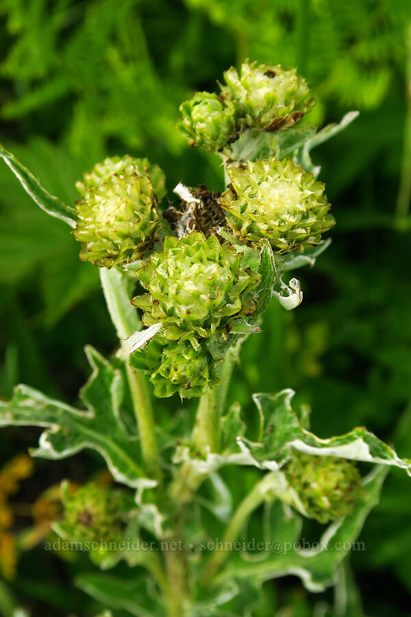 fringe-bract mountain thistle (Cirsium remotifolium var. odontolepis) [Bunchgrass Ridge, Willamette National Forest, Lane County, Oregon]
