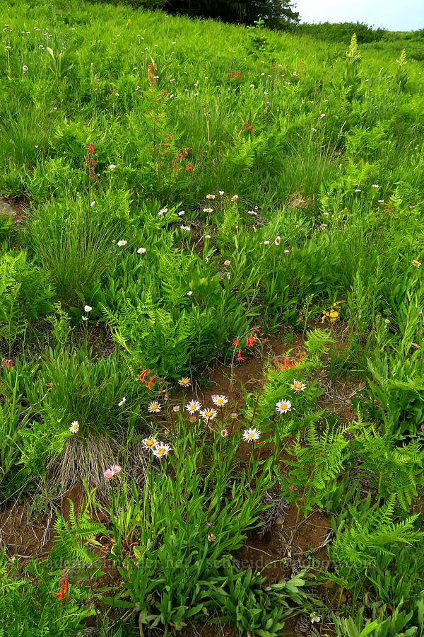 wildflowers [Bunchgrass Ridge, Willamette National Forest, Lane County, Oregon]