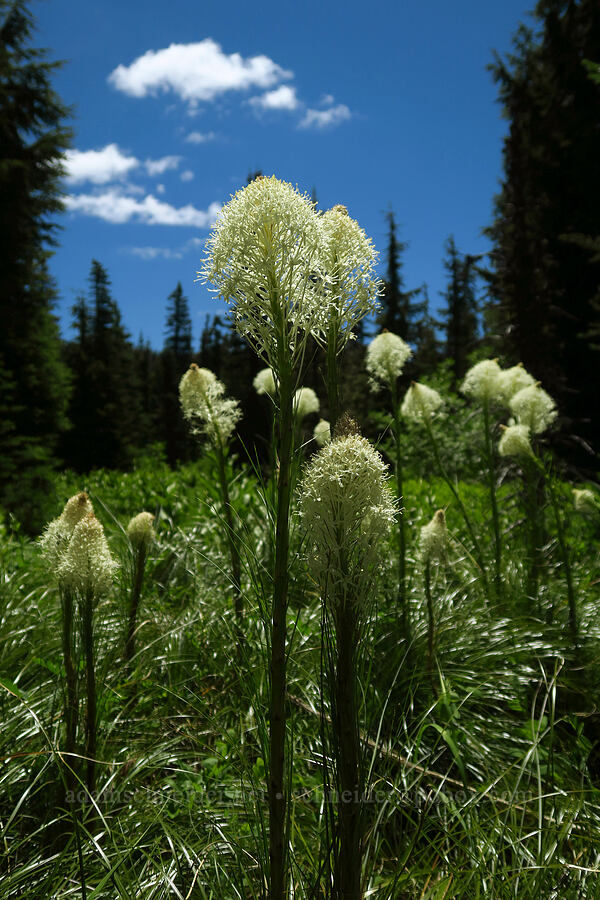 beargrass (Xerophyllum tenax) [Blair Meadows, Willamette National Forest, Lane County, Oregon]