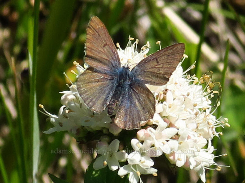 female blue butterfly on Sitka valerian (Valeriana sitchensis) [Blair Meadows, Willamette National Forest, Lane County, Oregon]