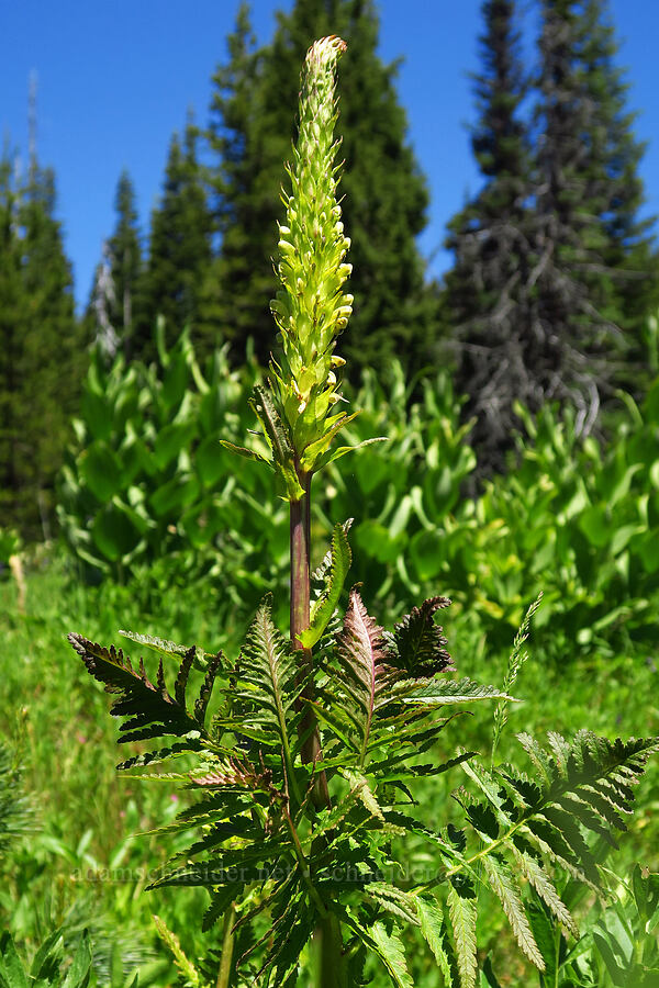 bracted lousewort (Pedicularis bracteosa) [Blair Meadows, Willamette National Forest, Lane County, Oregon]