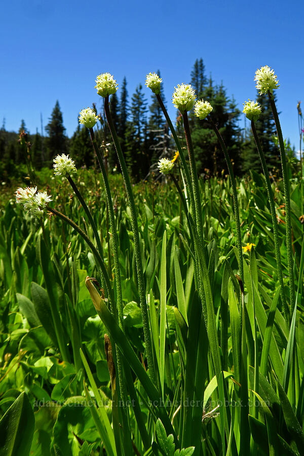 western false asphodel (Triantha occidentalis ssp. brevistyla (Tofieldia glutinosa var. brevistyla)) [Blair Meadows, Willamette National Forest, Lane County, Oregon]