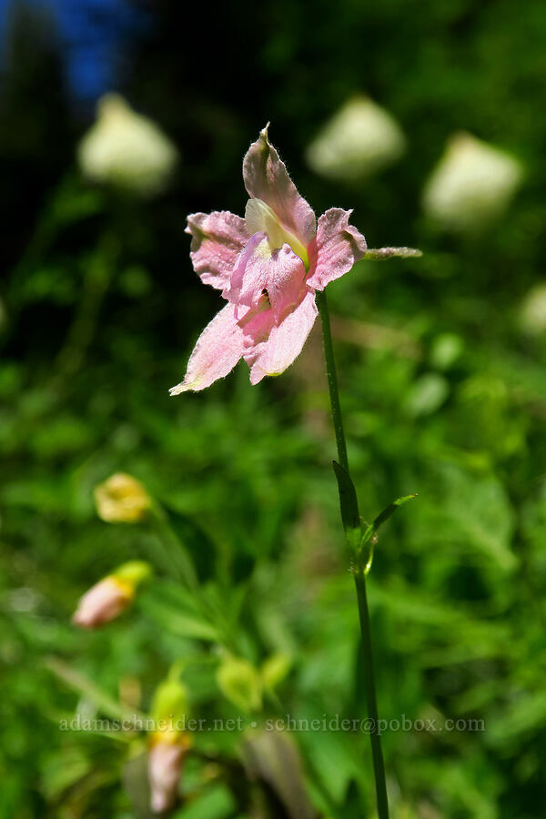 pink larkspur (Delphinium menziesii) [Blair Meadows, Willamette National Forest, Lane County, Oregon]