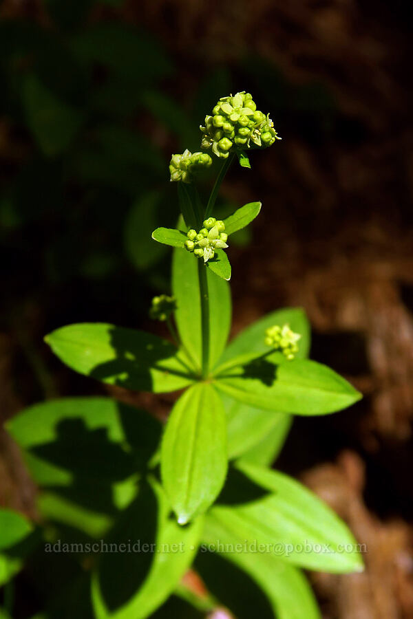 Oregon bedstraw (Galium oreganum) [Blair Lake Trail, Willamette National Forest, Lane County, Oregon]
