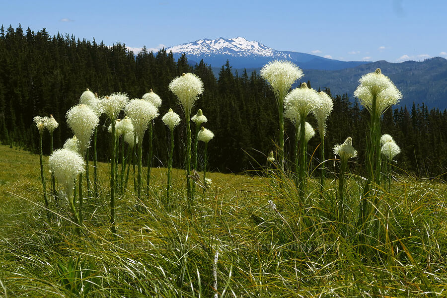 beargrass & Diamond Peak (Xerophyllum tenax) [Spring Prairie, Willamette National Forest, Lane County, Oregon]