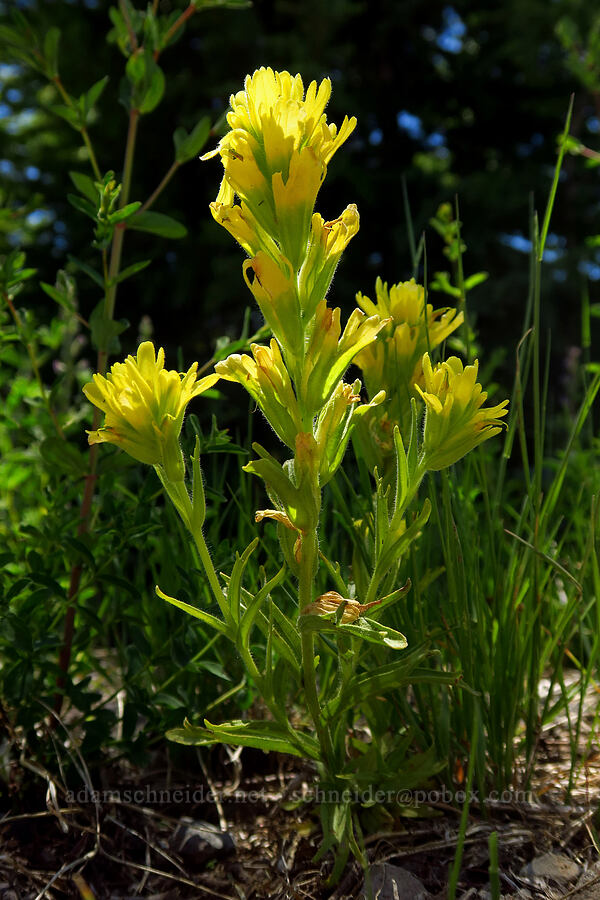 harsh paintbrush, yellow form (Castilleja hispida) [Spring Prairie, Willamette National Forest, Lane County, Oregon]