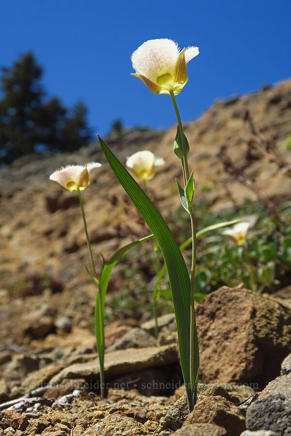 subalpine mariposa lily (Calochortus subalpinus) [Blair Lake Trail, Willamette National Forest, Lane County, Oregon]