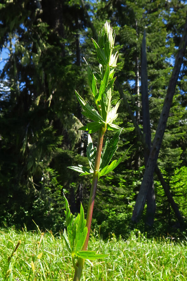 monkshood leaves (Aconitum columbianum) [Blair Meadows, Willamette National Forest, Lane County, Oregon]