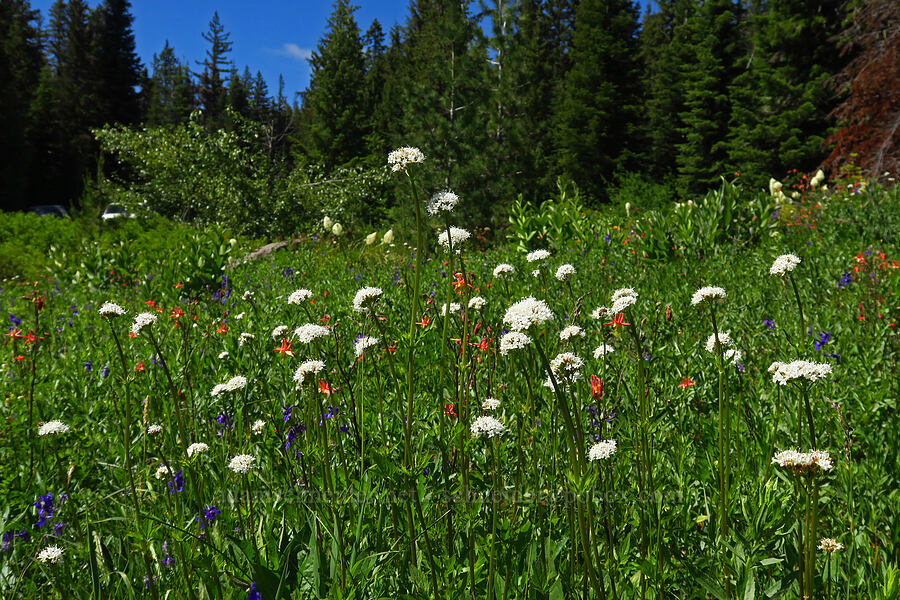 Sitka valerian (Valeriana sitchensis) [Blair Meadows, Willamette National Forest, Lane County, Oregon]