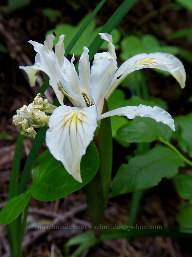 yellow-leaf iris (Iris chrysophylla) [Alpine Trail, Willamette National Forest, Lane County, Oregon]