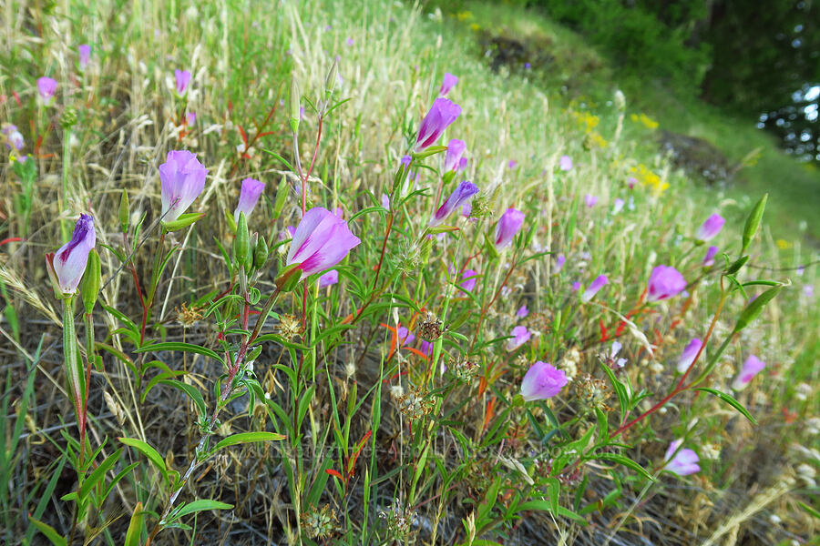 farewell-to-spring (Clarkia amoena) [Alpine Trail, Willamette National Forest, Lane County, Oregon]