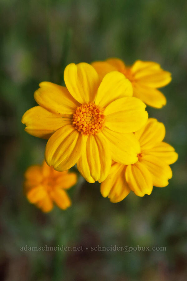 Oregon sunshine (Eriophyllum lanatum) [Alpine Trail, Willamette National Forest, Lane County, Oregon]
