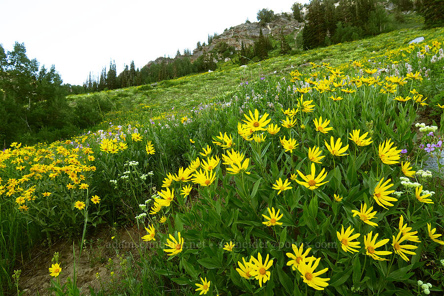 false sunflowers (Helianthella uniflora) [Albion Basin Road, Alta, Utah]