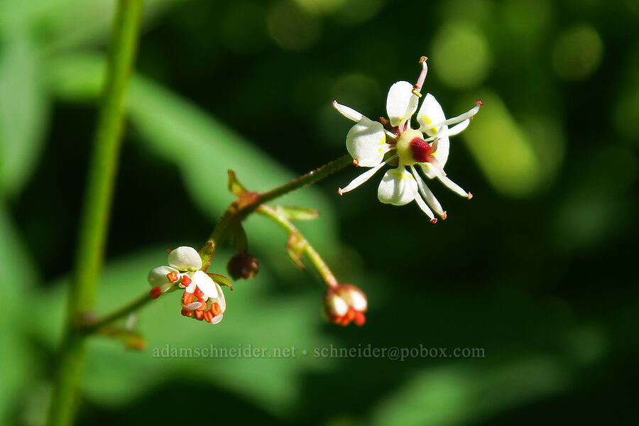 brook saxifrage (Micranthes odontoloma (Saxifraga odontoloma)) [Cecret Lake Trail, Alta, Salt Lake County, Utah]