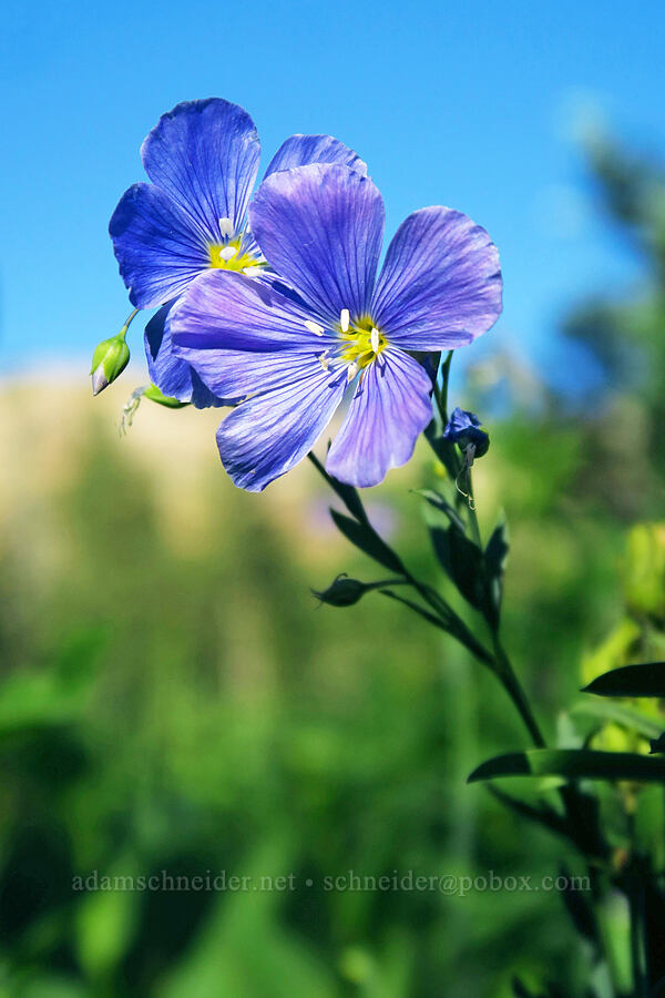 Lewis' blue flax (Linum lewisii (Linum perenne var. lewisii)) [Cecret Lake Trail, Alta, Salt Lake County, Utah]