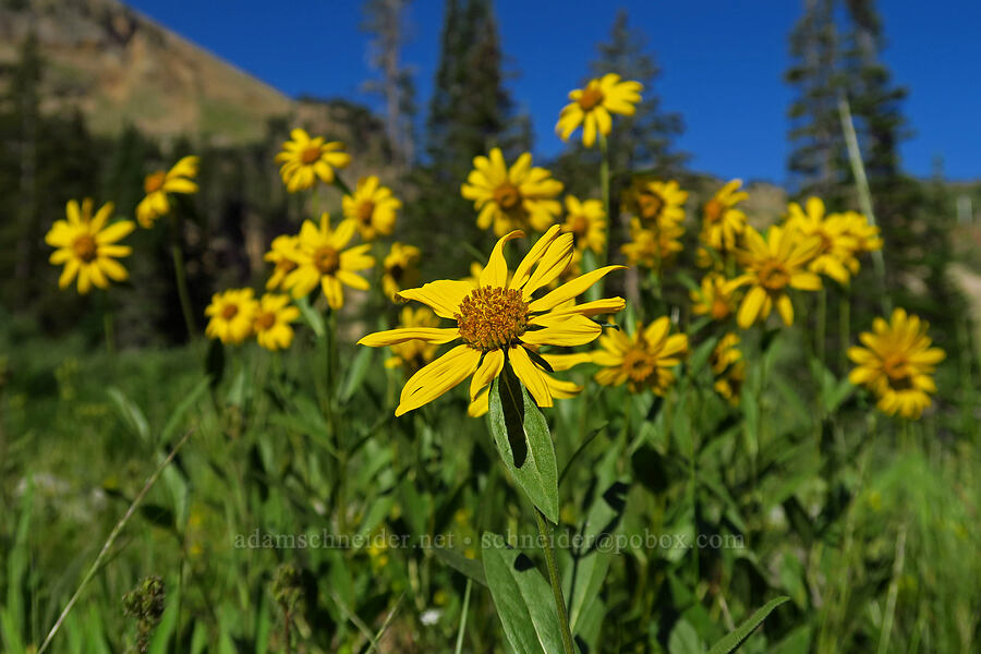 false sunflowers (Helianthella uniflora) [Cecret Lake Trail, Alta, Utah]