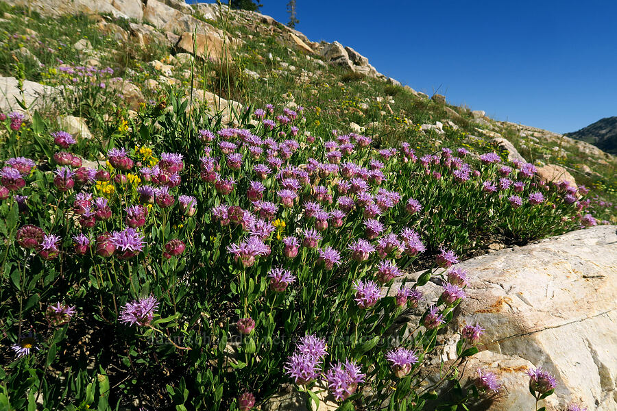 mountain pennyroyal (coyote mint) (Monardella odoratissima) [Cecret Lake Trail, Alta, Salt Lake County, Utah]