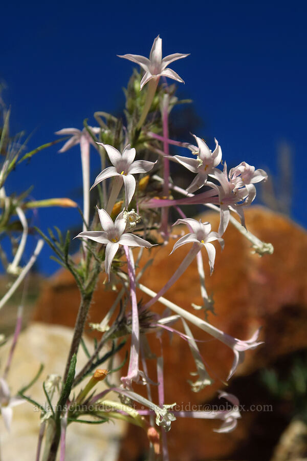 slender-tube skyrocket (Ipomopsis tenuituba) [Cecret Lake Trail, Alta, Salt Lake County, Utah]