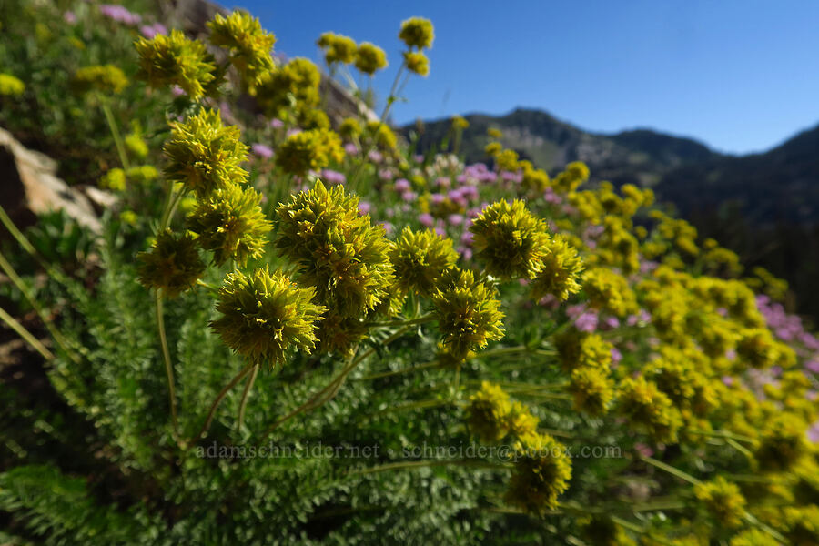 alpine ivesia (Gordon's mousetail) (Ivesia gordonii) [Cecret Lake Trail, Alta, Salt Lake County, Utah]