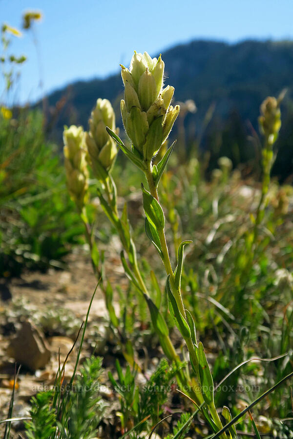 sulphur paintbrush (Castilleja septentrionalis) [Cecret Lake Trail, Alta, Salt Lake County, Utah]