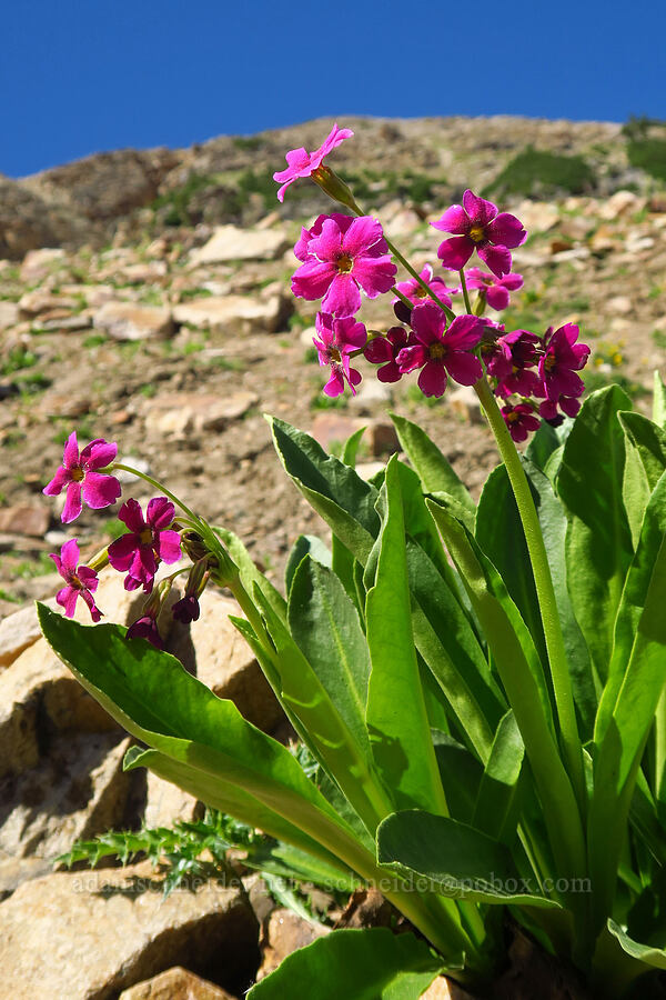 Parry's primrose (Primula parryi) [Devil's Castle Trail, Alta, Salt Lake County, Utah]