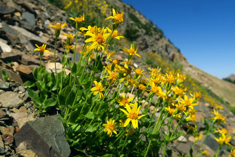 sticky arnica (Arnica diversifolia (Arnica ovata)) [Devil's Castle Trail, Alta, Salt Lake County, Utah]