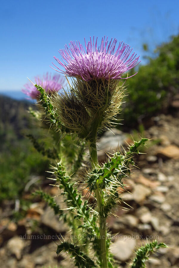 Eaton's thistle (Cirsium eatonii var. eatonii) [Devil's Castle Trail, Alta, Salt Lake County, Utah]